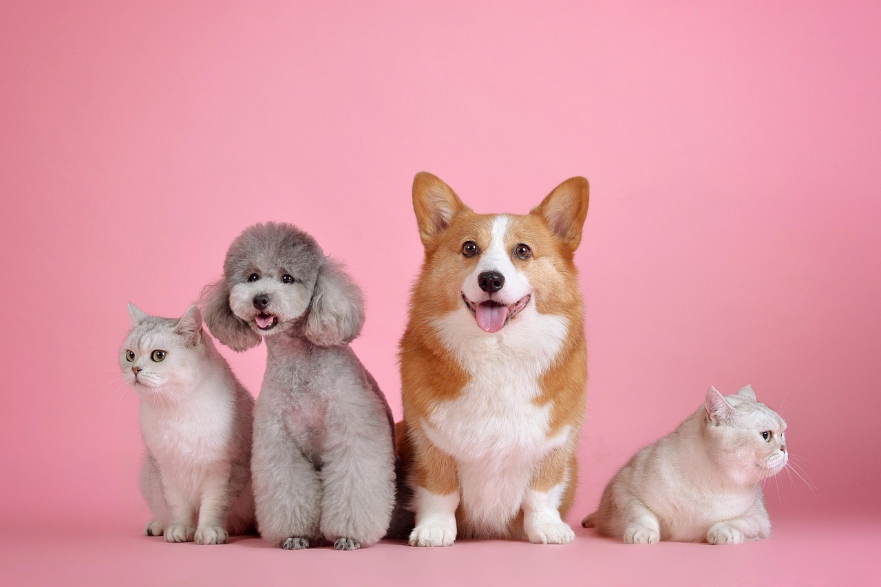 Hunde & Katzen